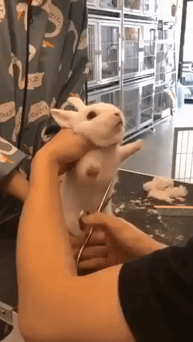 Cute Bunny Is Not Happy to Get a Haircut