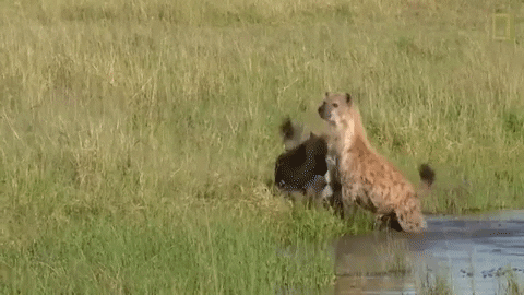 natgeowild giphygifmaker nat geo wild hyena GIF