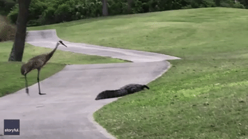 Crane Ushers Alligator Off Golf Course in Orlando