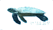 Swim Turtle Sticker by Bliss Maldives