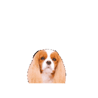 Cavalierkingcharlesspaniel Sticker
