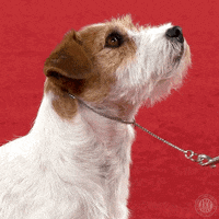 Staring Dog Show GIF by American Kennel Club