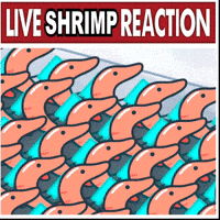 Shrimp GIF