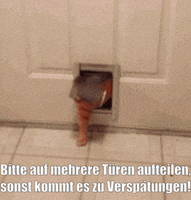 unsereoebb cat katze oebb weltkatzentag GIF