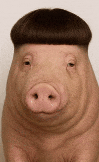 Pig Cory GIF