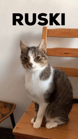 oscarrak giphygifmaker GIF