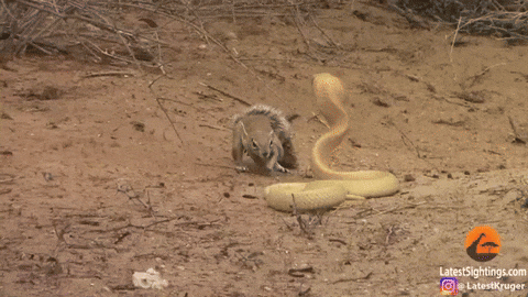cuteanimalland giphyupload GIF