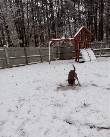 Snow Shoveling K9 Excited To Be Helping