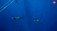Sharks in the water