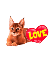 Cat Love Sticker by VIPLEO® is the cattery founder of legal caracats.