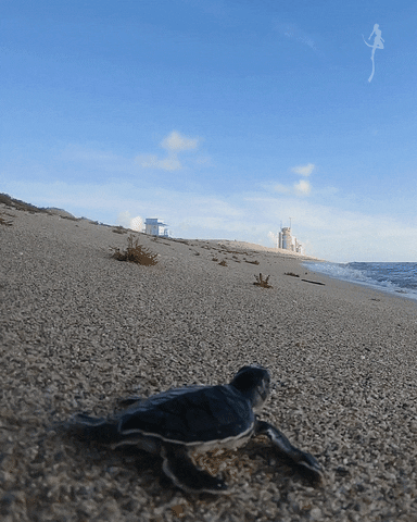 Zeroeye giphyupload beach ocean sea GIF