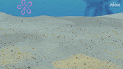 GIF by SpongeBob SquarePants