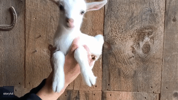 Worth the Wait: Maine Goat Farm's 'Last Babies' of Season Frolic in Coats
