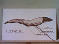 scottok filmstrip electric eel science film GIF