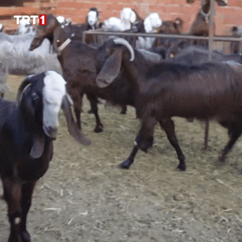 Angry Give Up GIF by TRT