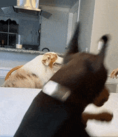 Flambothedog dinner dinner date flambo flambo the dog GIF