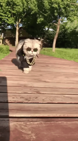 Video gif. Slow-motion footage of the ultimate cool cat walking along a deck dressed in sunglasses and gold chains, with a tiny black jacket, white shirt, and jeans over its front paws.