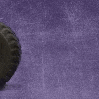 Kdub GIF by KWC Panthers