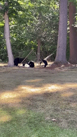 Family of Bears Finally Figure Out Hammock
