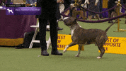 Westminster Dog Show GIF by Westminster Kennel Club