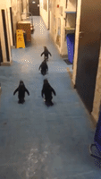 Rockhopper Penguins Scurry About Hallway