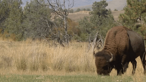 Mean Girls Grass GIF by U.S. Fish and Wildlife Service