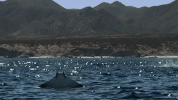 symphony for our world GIF by Nat Geo Wild 
