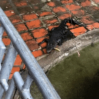 Vietnam Crocodile GIF by world-weather.ru