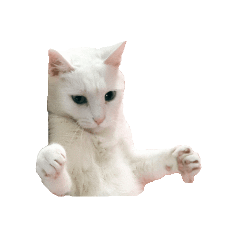 Cool Cat Sticker by Smitten Kitten