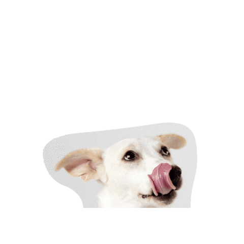 elleohphoto giphygifmaker dog pablo hungry dog Sticker