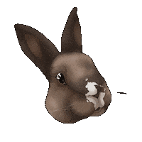 Rabbit Lapin Sticker