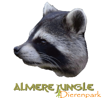 AlmereJungle giphyupload jungle raccoon almere Sticker