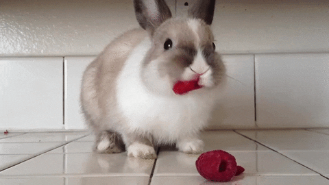 bunnies berries GIF