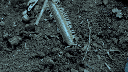 Beetle Deep Look GIF by PBS Digital Studios