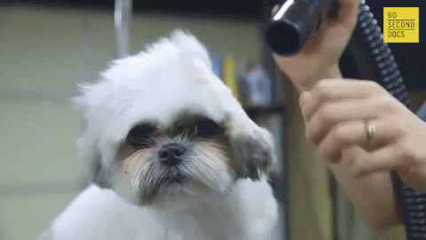 Dog blow dry gif