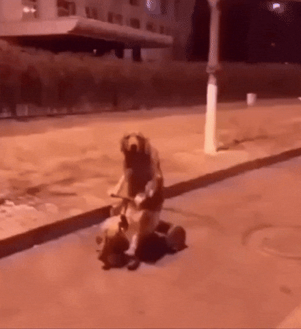 Dog Tricycle GIF