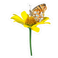 Butterfly Motyl Sticker