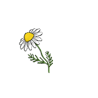 Daisy Sticker by startgmbh