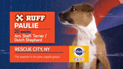 Animal Planet GIF by Puppy Bowl