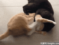 Video gif. A black cat and an orange cat tangled up and fighting, kicking each other.