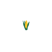 Expect More Corn Cob Sticker by KWS Group