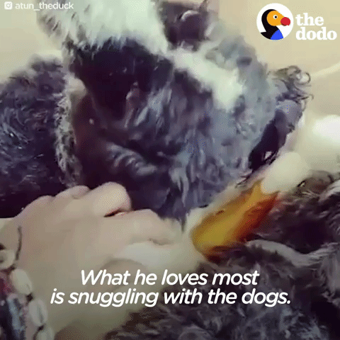 duck GIF by The Dodo