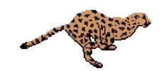 Leopard Cheetah Sticker