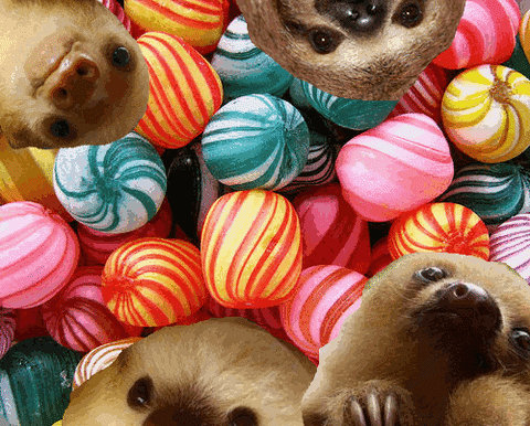 candy sloth GIF