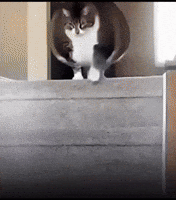 Gereksizgerek cat fat rolling stairs GIF