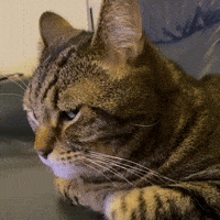 Cat What GIF
