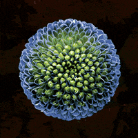 Flower GIF by Apply