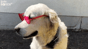 Rote Rosen Dog GIF by Studio Hamburg Serienwerft GmbH