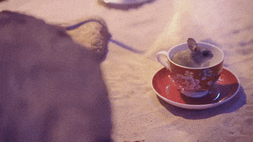 WILD LIFE Sydney Zoo's Adorable Little Rats Enjoy Tea Time