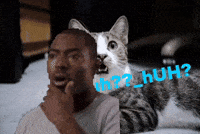 IkhtiarOp wow what cat huh huhhuh GIF